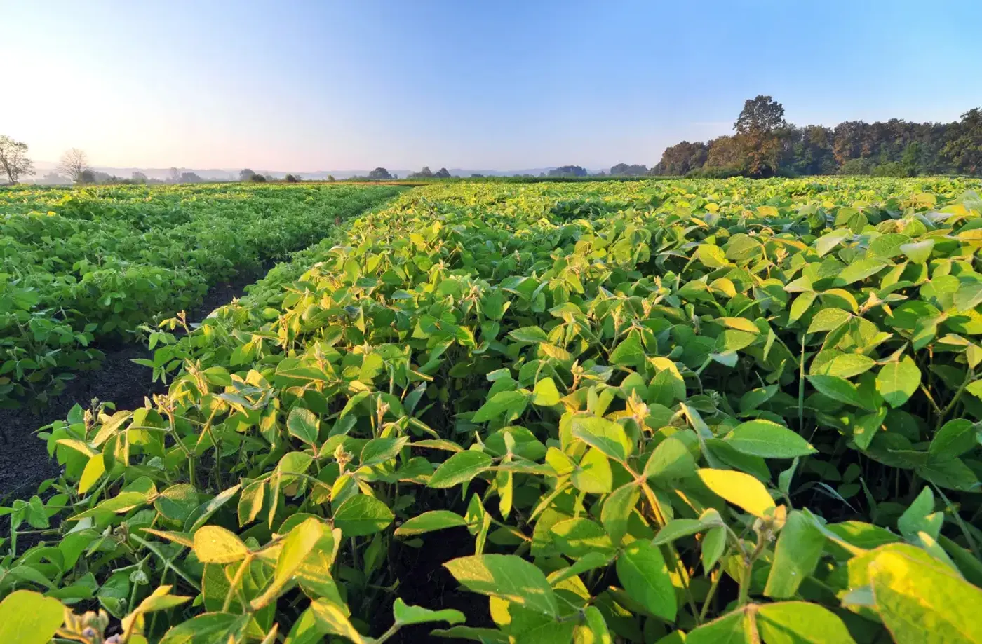 Agricultural field at harvest