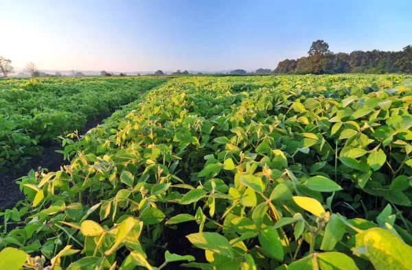 Agricultural field and farming
